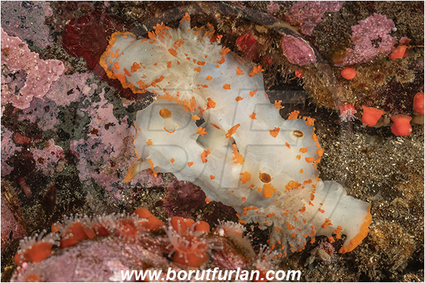 Campbell river area, Vancouver island, British Columbia, Canada, Pacific ocean, Triopha catalinae, Triopha, Polyceridae, Gastropoda, Mollusca, Mollusc, Clown nudibranch, Nudibranch, Mating