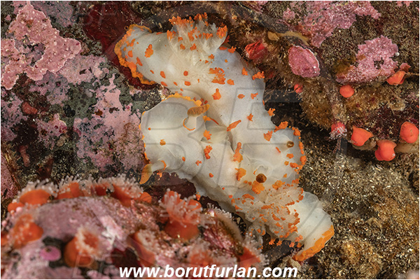 Campbell river area, Vancouver island, British Columbia, Canada, Pacific ocean, Triopha catalinae, Triopha, Polyceridae, Gastropoda, Mollusca, Mollusc, Clown nudibranch, Nudibranch, Mating