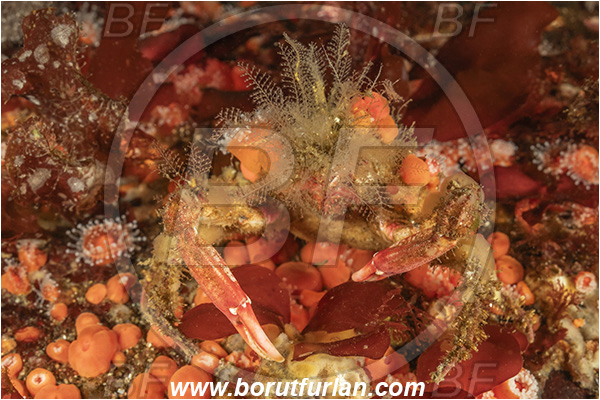 Campbell river area, Vancouver island, British Columbia, Canada, Pacific ocean, Oregonia gracilis, Oregonia, Oregoniidae, Decapoda, Crustacea, Crustacean, Graceful decorator crab, Crab