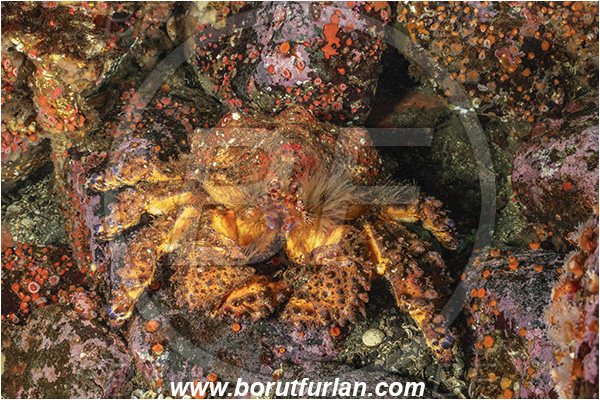 Campbell river area, Vancouver island, British Columbia, Canada, Pacific ocean, Echidnocerus cibarius, Echidnocerus, Lithodidae, Decapoda, Crustacea, Crustacean, Puget Sound king crab, Crab