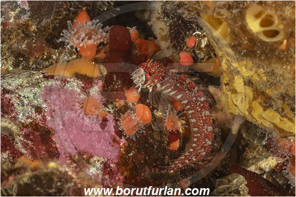 Campbell river area, Vancouver island, British Columbia, Canada, Pacific ocean, Chirolophis nugator, Chirolophis, Stichaeidae, Mosshead warbonnet, Fish