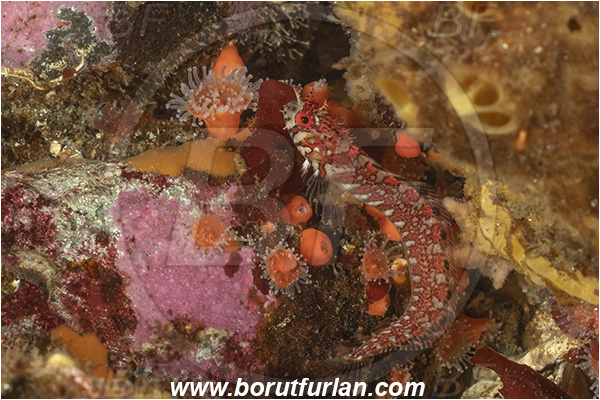 Campbell river area, Vancouver island, British Columbia, Canada, Pacific ocean, Chirolophis nugator, Chirolophis, Stichaeidae, Mosshead warbonnet, Fish