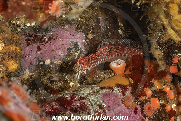 Campbell river area, Vancouver island, British Columbia, Canada, Pacific ocean, Chirolophis nugator, Chirolophis, Stichaeidae, Mosshead warbonnet, Fish