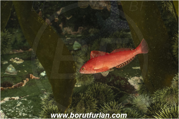 Campbell river area, Vancouver island, British Columbia, Canada, Pacific ocean, Hexagrammos decagrammus, Hexagrammos, Hexagrammidae, Kelp greenling, Fish, Juvenile male, Greenling