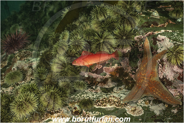 Campbell river area, Vancouver island, British Columbia, Canada, Pacific ocean, Hexagrammos decagrammus, Hexagrammos, Hexagrammidae, Kelp greenling, Fish, Juvenile male, Greenling