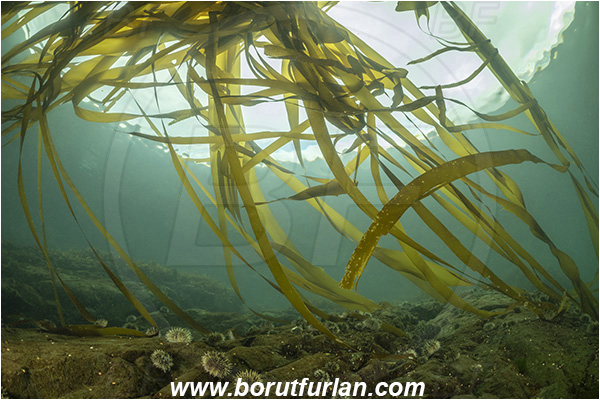 Campbell river area, Vancouver island, British Columbia, Canada, Pacific ocean, Phaeophyceae, Kelp, Algae, Reef