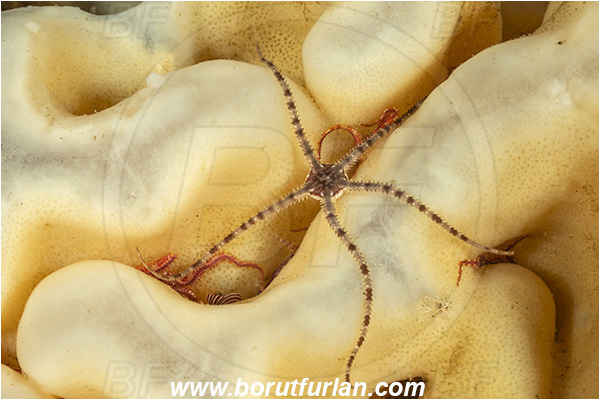 Campbell river area, Vancouver island, British Columbia, Canada, Pacific ocean, Ophiura luetkeni, Ophiura, Ophiuridae, Ophiuroidea, Echinodermata, Echinoderm, Gray brittle starr, Brittle star