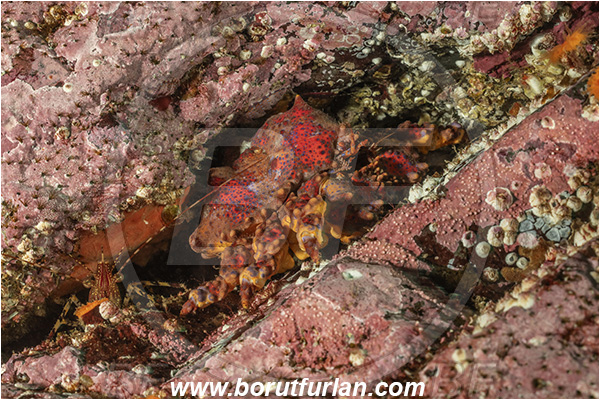 Campbell river area, Vancouver island, British Columbia, Canada, Pacific ocean, Echidnocerus cibarius, Echidnocerus, Lithodidae, Decapoda, Crustacea, Crustacean, Puget Sound king crab, Crab