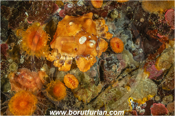Campbell river area, Vancouver island, British Columbia, Canada, Pacific ocean, Echidnocerus cibarius, Echidnocerus, Lithodidae, Decapoda, Crustacea, Crustacean, Puget Sound king crab, Crab, Juvenile