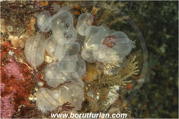 Campbell river area, Vancouver island, British Columbia, Canada, Pacific ocean, Corella inflata, Corella, Corellidae, Ascidiacea, Tunicata, Brooding transparent tunicate, Transparent Tunicate, Tunicate