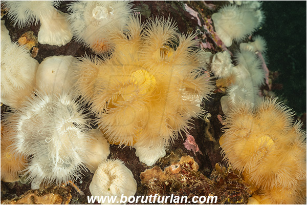Campbell river area, Vancouver island, British Columbia, Canada, Pacific ocean, Metridium senile, Metridium, Metridiidae, Anthozoa, Cnidaria, Cnidarian, Short plumose anemone, Anemone