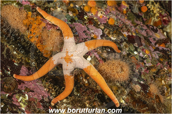Campbell river area, Vancouver island, British Columbia, Canada, Pacific ocean, Henricia leviuscula, Henricia, Echinasteridae, Asteroidea, Echinodermata, Echinoderm, Pacific Blood starfish, Starfish