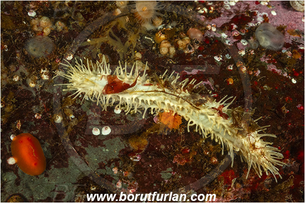 Campbell river area, Vancouver island, British Columbia, Canada, Pacific ocean, Pseudocnus lubricus, Pseudocnus, Cucumariidae, Holothuroidea, Echinodermata, Echinoderm, Aggregating Sea Cucumber, Sea cucumber