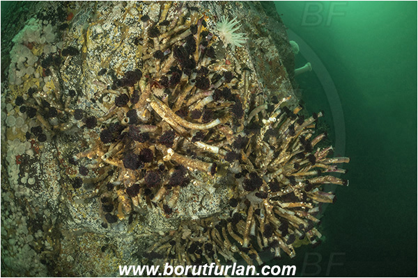 Campbell river area, Vancouver island, British Columbia, Canada, Pacific ocean, Eudistylia vancouveri, Eudistylia, Sabellidae, Polychaeta, Northern Feather Duster Worm, Vancouver feather duster worm, Worm