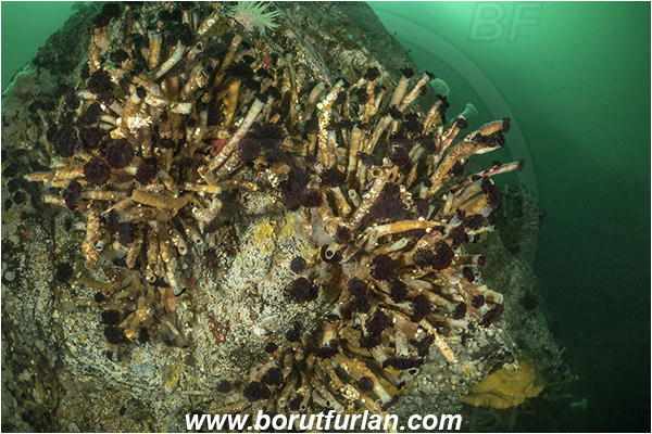Campbell river area, Vancouver island, British Columbia, Canada, Pacific ocean, Eudistylia vancouveri, Eudistylia, Sabellidae, Polychaeta, Northern Feather Duster Worm, Vancouver feather duster worm, Worm