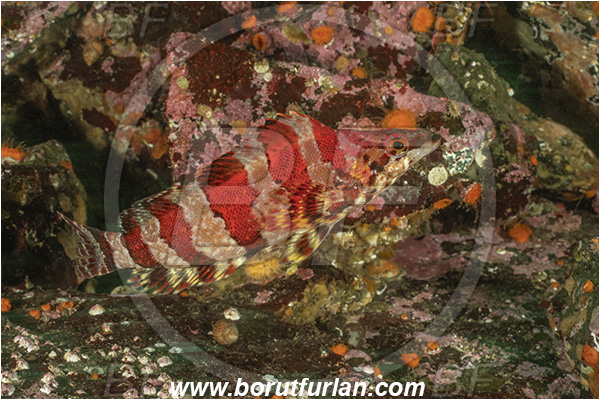 Campbell river area, Vancouver island, British Columbia, Canada, Pacific ocean, Oxylebius pictus, Oxylebius, Hexagrammidae, Painted greenling, Fish, Greenling