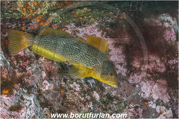 Campbell river area, Vancouver island, British Columbia, Canada, Pacific ocean, Hexagrammos decagrammus, Hexagrammos, Hexagrammidae, Kelp greenling, Fish, Female, Greenling