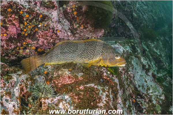 Campbell river area, Vancouver island, British Columbia, Canada, Pacific ocean, Hexagrammos decagrammus, Hexagrammos, Hexagrammidae, Kelp greenling, Fish, Female, Greenling