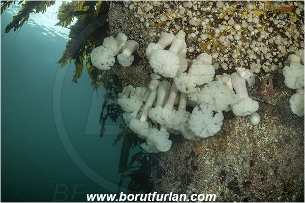Campbell river area, Vancouver island, British Columbia, Canada, Pacific ocean, Metridium farcimen, Metridium, Metridiidae, Anthozoa, Cnidaria, Cnidarian, Giant plumose anemone, Anemone, Wall