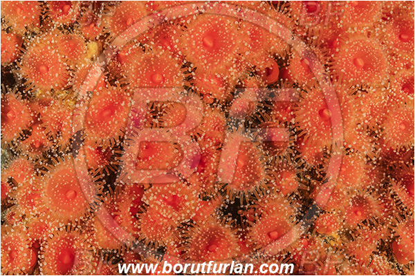 Campbell river area, Vancouver island, British Columbia, Canada, Pacific ocean, Corynactis californica, Corynactis, Corallimorphidae, Anthozoa, Cnidaria, Cnidarian, Californian Strawberry Anemone, Strawberry Anemone, Anemone, Abstract