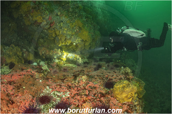 Campbell river area, Vancouver island, British Columbia, Canada, Pacific ocean, Corynactis californica, Corynactis, Corallimorphidae, Anthozoa, Cnidaria, Cnidarian, Californian Strawberry Anemone, Strawberry Anemone, Anemone, Reef, Diver