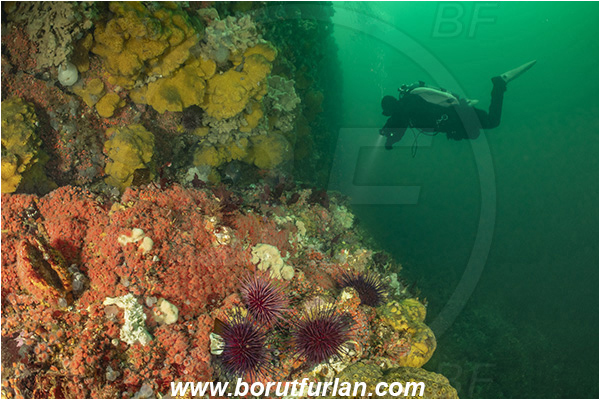 Campbell river area, Vancouver island, British Columbia, Canada, Pacific ocean, Corynactis californica, Corynactis, Corallimorphidae, Anthozoa, Cnidaria, Cnidarian, Californian Strawberry Anemone, Strawberry Anemone, Anemone, Reef, Diver