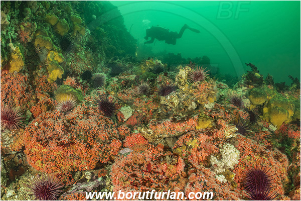 Campbell river area, Vancouver island, British Columbia, Canada, Pacific ocean, Corynactis californica, Corynactis, Corallimorphidae, Anthozoa, Cnidaria, Cnidarian, Californian Strawberry Anemone, Strawberry Anemone, Anemone, Reef, Diver