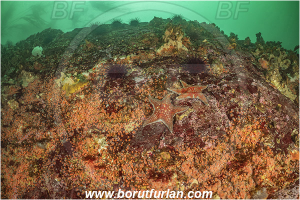 Campbell river area, Vancouver island, British Columbia, Canada, Pacific ocean, Corynactis californica, Corynactis, Corallimorphidae, Anthozoa, Cnidaria, Cnidarian, Californian Strawberry Anemone, Strawberry Anemone, Anemone, Reef