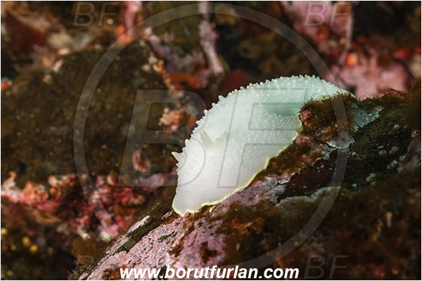 Campbell river area, Vancouver island, British Columbia, Canada, Pacific ocean, Cadlina luteomarginata, Cadlina, Cadlinidae, Gastropoda, Mollusca, Mollusc, Yellow-edged Cadlina, Yellow-rimmed nudibranch, Nudibranch