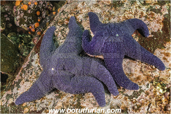 Campbell river area, Vancouver island, British Columbia, Canada, Pacific ocean, Pisaster brevispinus, Pisaster, Asteriidae, Asteroidea, Echinodermata, Echinoderm, Pink starfish, Starfish