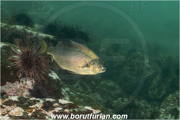 Campbell river area, Vancouver island, British Columbia, Canada, Pacific ocean, Embiotoca lateralis, Embiotoca, Embiotocidae, Striped seaperch, Fish