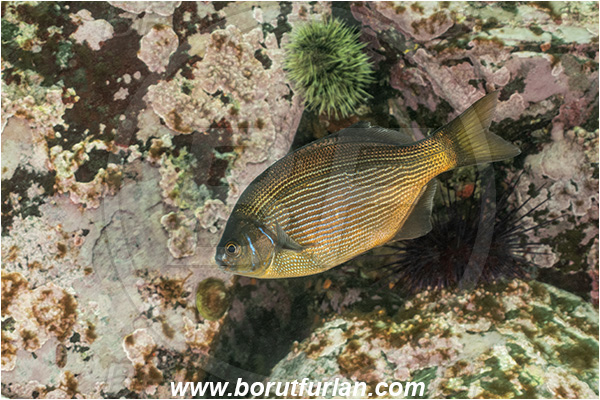 Campbell river area, Vancouver island, British Columbia, Canada, Pacific ocean, Embiotoca lateralis, Embiotoca, Embiotocidae, Striped seaperch, Fish