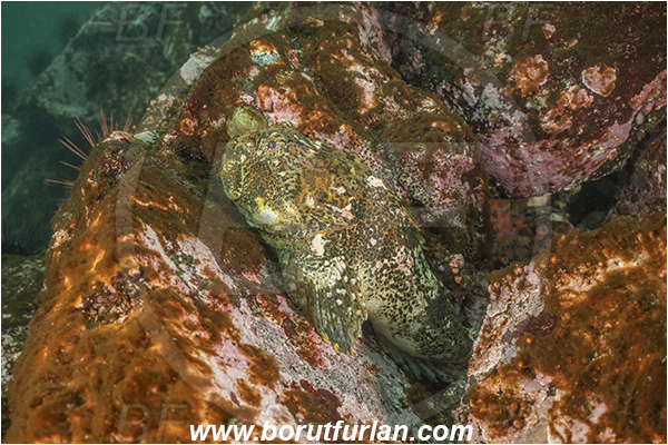 Campbell river area, Vancouver island, British Columbia, Canada, Pacific ocean, Enophrys bison, Enophrys, Cottidae, Buffalo sculpin, Sculpin, Fish, Reef