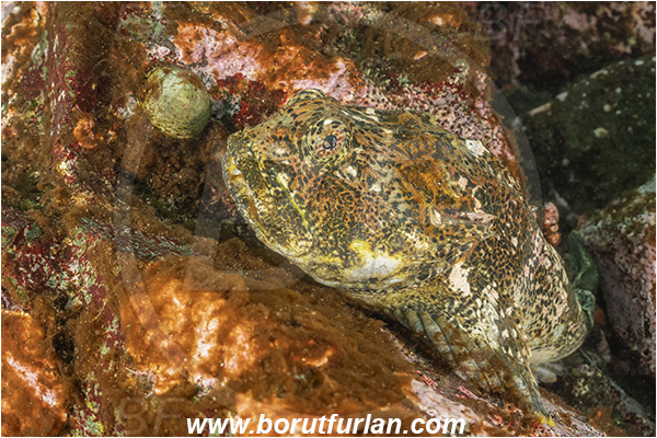 Campbell river area, Vancouver island, British Columbia, Canada, Pacific ocean, Enophrys bison, Enophrys, Cottidae, Buffalo sculpin, Sculpin, Fish