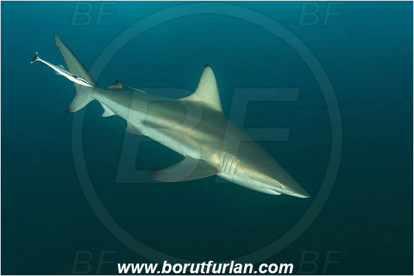 Aliwal shoal, Umkomaas, South Africa, Indian ocean, Carcharhinus limbatus, Carcharhinus, Carcharhinidae, Elasmobranchii, Oceanic blacktip shark, Shark, Fish