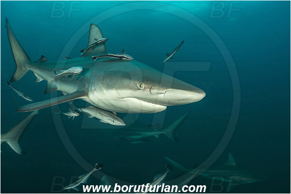 Aliwal shoal, Umkomaas, South Africa, Indian ocean, Carcharhinus limbatus, Carcharhinus, Carcharhinidae, Elasmobranchii, Oceanic blacktip shark, Shark, Echeneis naucrates, Echeneidae, Slender Suckerfish, Suckerfish, Fish