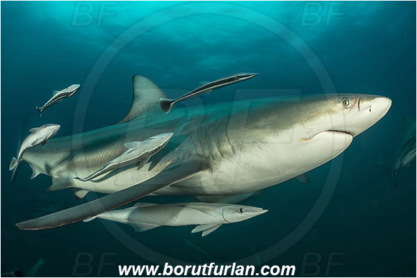 Aliwal shoal, Umkomaas, South Africa, Indian ocean, Carcharhinus limbatus, Carcharhinus, Carcharhinidae, Elasmobranchii, Oceanic blacktip shark, Shark, Echeneis naucrates, Echeneidae, Slender Suckerfish, Suckerfish, Fish