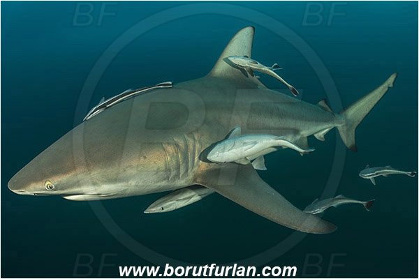 Aliwal shoal, Umkomaas, South Africa, Indian ocean, Carcharhinus limbatus, Carcharhinus, Carcharhinidae, Elasmobranchii, Oceanic blacktip shark, Shark, Echeneis naucrates, Echeneidae, Slender Suckerfish, Suckerfish, Fish