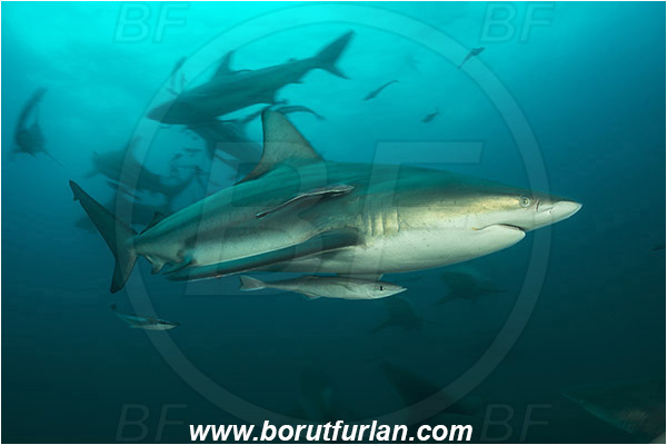 Aliwal shoal, Umkomaas, South Africa, Indian ocean, Carcharhinus limbatus, Carcharhinus, Carcharhinidae, Elasmobranchii, Oceanic blacktip shark, Shark, Echeneis naucrates, Echeneidae, Slender Suckerfish, Suckerfish, Fish