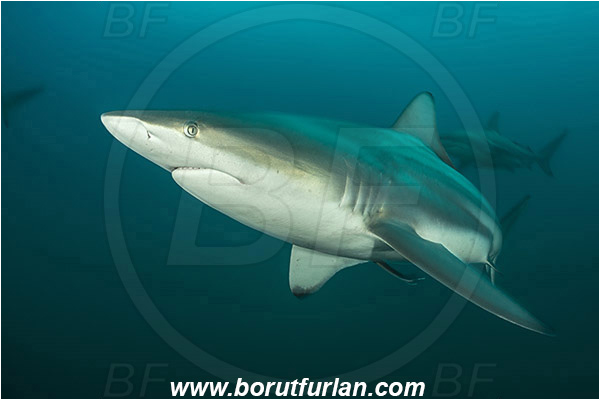 Aliwal shoal, Umkomaas, South Africa, Indian ocean, Carcharhinus limbatus, Carcharhinus, Carcharhinidae, Elasmobranchii, Oceanic blacktip shark, Shark, Fish