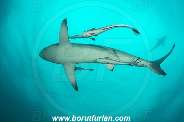 Aliwal shoal, Umkomaas, South Africa, Indian ocean, Carcharhinus limbatus, Carcharhinus, Carcharhinidae, Elasmobranchii, Oceanic blacktip shark, Shark, Echeneis naucrates, Echeneidae, Slender Suckerfish, Suckerfish, Fish