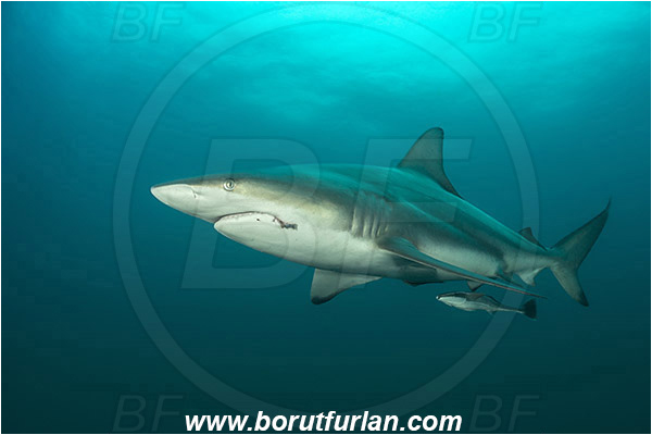 Aliwal shoal, Umkomaas, South Africa, Indian ocean, Carcharhinus limbatus, Carcharhinus, Carcharhinidae, Elasmobranchii, Oceanic blacktip shark, Shark, Fish, Fish hook