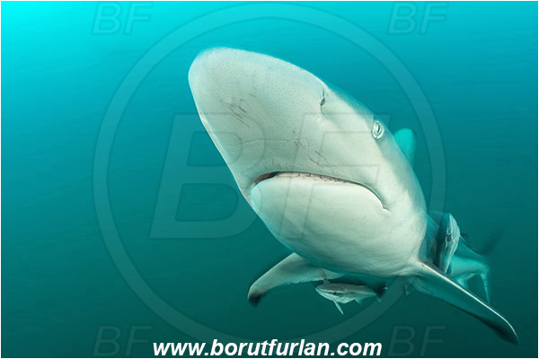Aliwal shoal, Umkomaas, South Africa, Indian ocean, Carcharhinus limbatus, Carcharhinus, Carcharhinidae, Elasmobranchii, Oceanic blacktip shark, Shark, Fish, Portrait