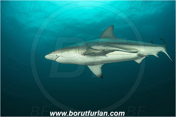 Aliwal shoal, Umkomaas, South Africa, Indian ocean, Carcharhinus limbatus, Carcharhinus, Carcharhinidae, Elasmobranchii, Oceanic blacktip shark, Shark, Echeneis naucrates, Echeneidae, Slender Suckerfish, Suckerfish, Fish, Fish hook