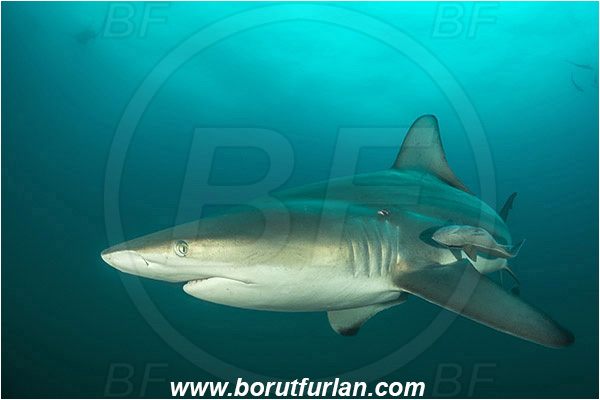 Aliwal shoal, Umkomaas, South Africa, Indian ocean, Carcharhinus limbatus, Carcharhinus, Carcharhinidae, Elasmobranchii, Oceanic blacktip shark, Shark, Echeneis naucrates, Echeneidae, Slender Suckerfish, Suckerfish, Fish, Portrait