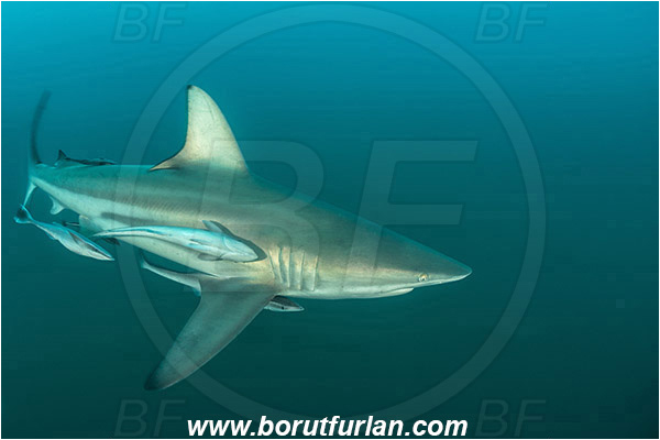 Aliwal shoal, Umkomaas, South Africa, Indian ocean, Carcharhinus limbatus, Carcharhinus, Carcharhinidae, Elasmobranchii, Oceanic blacktip shark, Shark, Echeneis naucrates, Echeneidae, Slender Suckerfish, Suckerfish, Fish