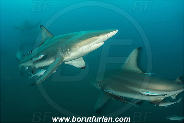 Aliwal shoal, Umkomaas, South Africa, Indian ocean, Carcharhinus limbatus, Carcharhinus, Carcharhinidae, Elasmobranchii, Oceanic blacktip shark, Shark, Fish