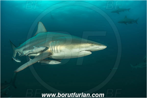 Aliwal shoal, Umkomaas, South Africa, Indian ocean, Carcharhinus limbatus, Carcharhinus, Carcharhinidae, Elasmobranchii, Oceanic blacktip shark, Shark, Fish