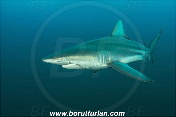 Aliwal shoal, Umkomaas, South Africa, Indian ocean, Carcharhinus limbatus, Carcharhinus, Carcharhinidae, Elasmobranchii, Oceanic blacktip shark, Shark, Fish, Fish hook