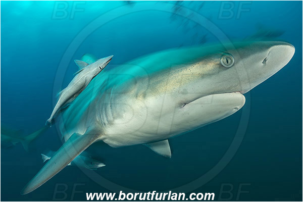 Aliwal shoal, Umkomaas, South Africa, Indian ocean, Carcharhinus limbatus, Carcharhinus, Carcharhinidae, Elasmobranchii, Oceanic blacktip shark, Shark, Echeneis naucrates, Echeneidae, Slender Suckerfish, Suckerfish, Fish, Portrait